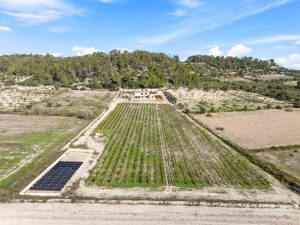 Lorem ipsum dolor sit amet consectetur adipiscing elitt